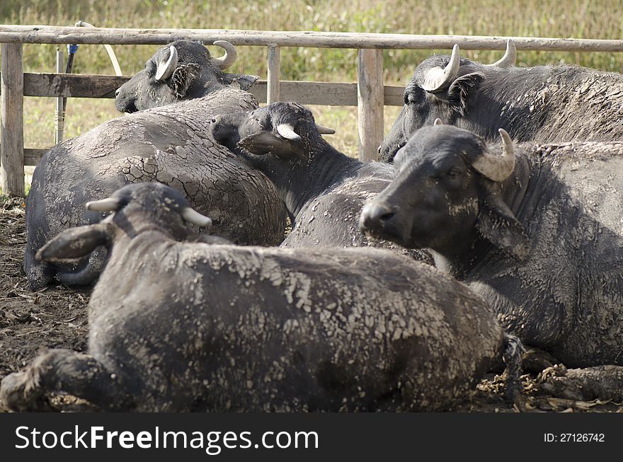 Buffalos bathing in the mud from one of the farms around Bucharest, Romania