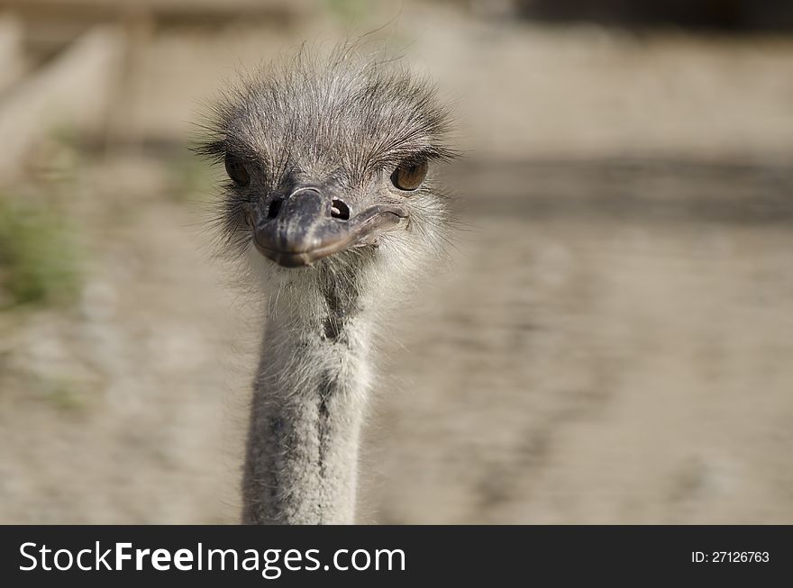 An ostrich from one of the farms around Bucharest, Romania