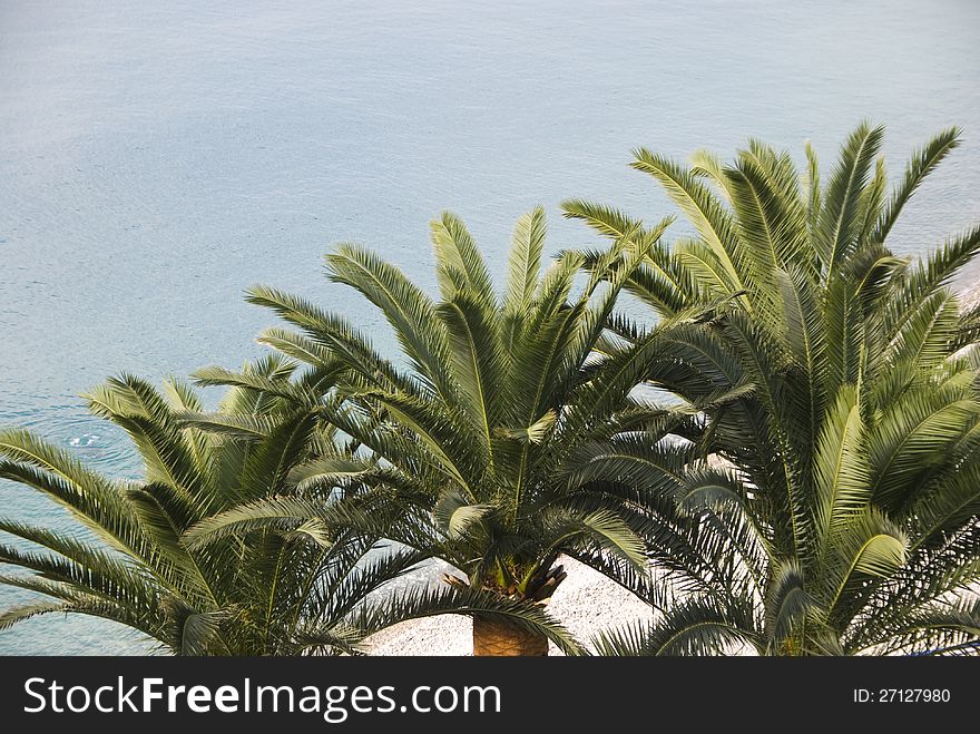 Three palm trees on beach