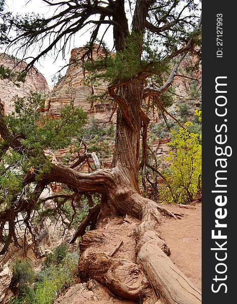 Zion National Park in Utah