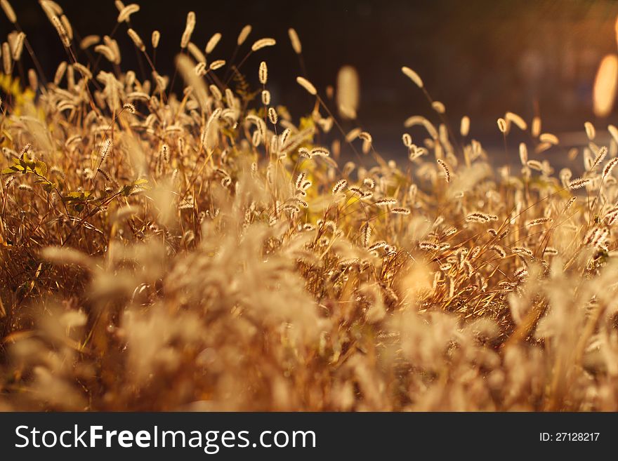 Grass ears backlit by sunshine. Shallow depth of field. Grass ears backlit by sunshine. Shallow depth of field.