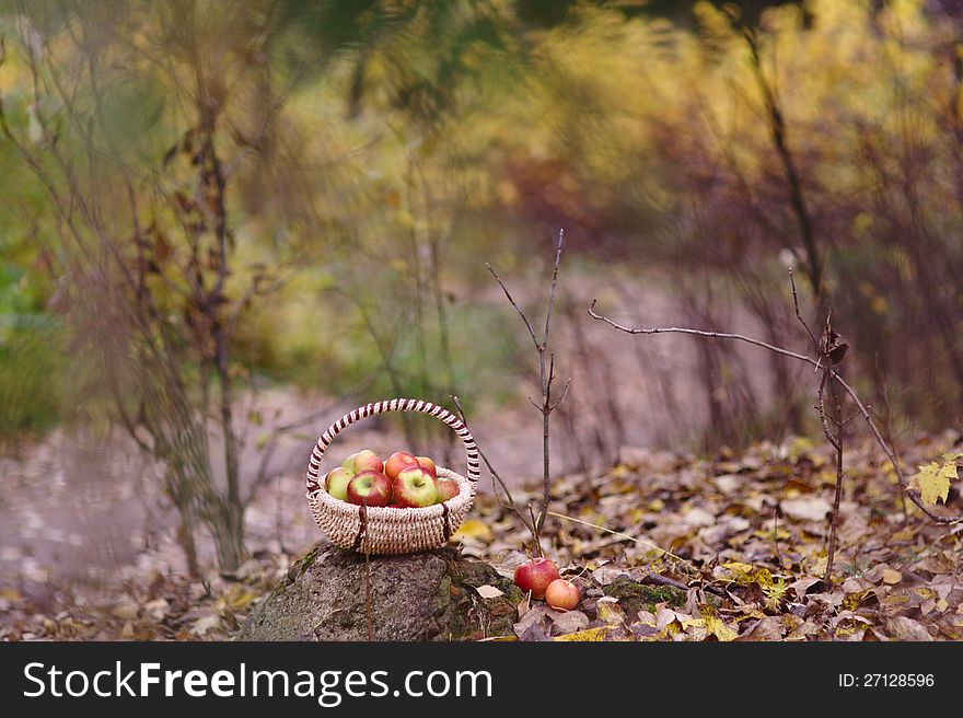 Apples in the autumn park. Apples in the autumn park