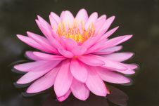 Pink Lotus Blossoms Royalty Free Stock Photo