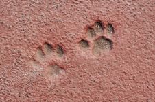 Cat Paw Prints In Concrete Royalty Free Stock Images