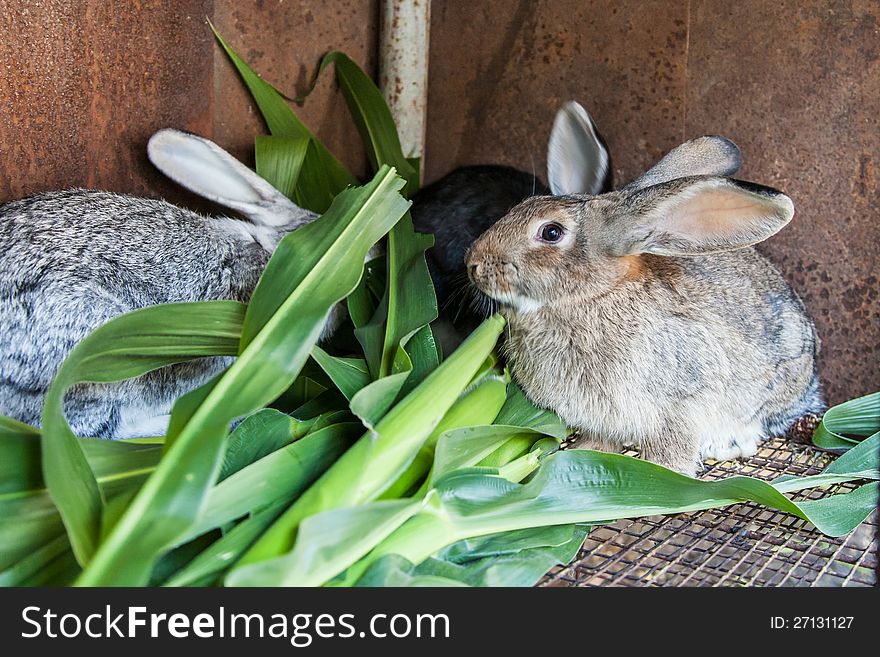 Rabbits are eating corn leaves. Rabbits are eating corn leaves