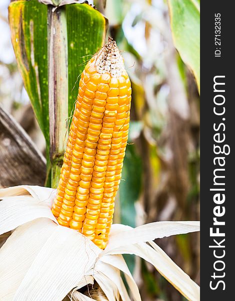 Yellow corn in corn field thailand