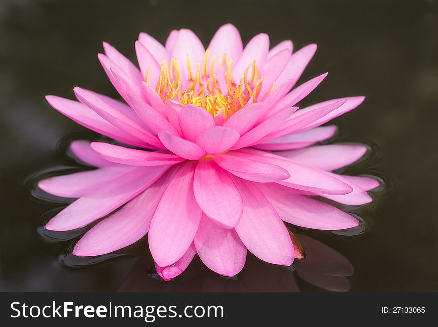Closeup Pink lotus blossoms or water lily flowers blooming on pond