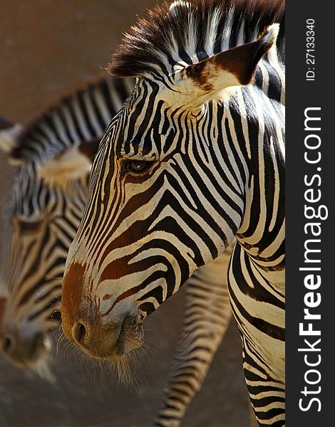 Close Up Profile Of Grevy's Zebras