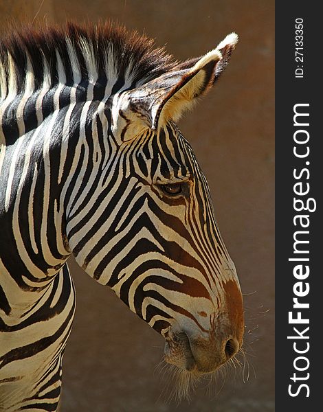 Close Up Profile Of Grevy's Zebra