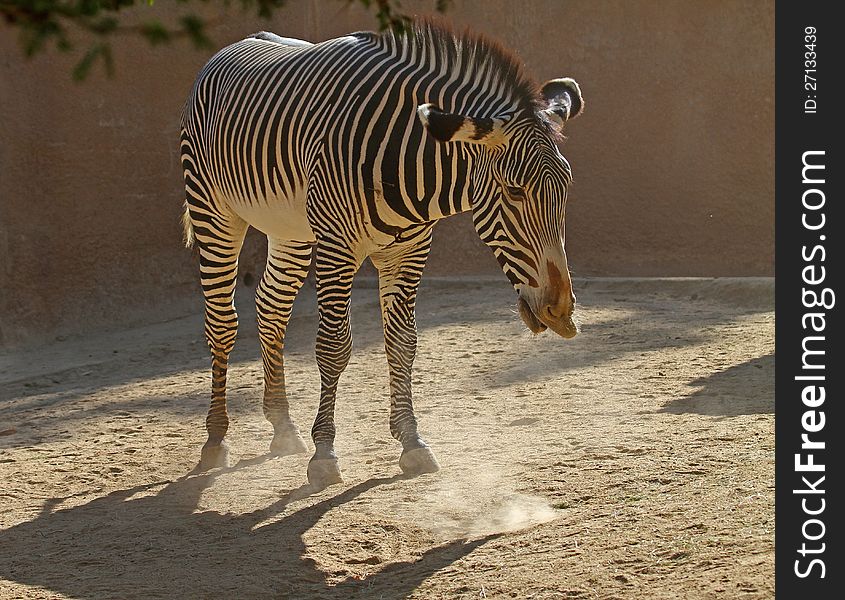 Grevy's Zebra Snorting Dust Against Dark Background