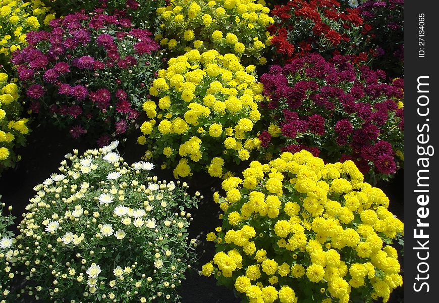 Pots with chrysanthemum multiflora in varied colors, at the market