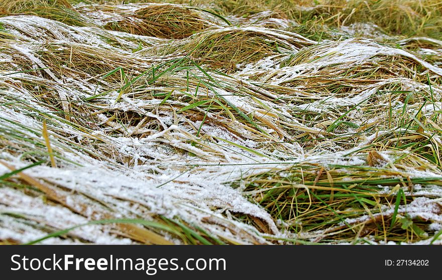 Growing grass with snow in an autumn season. Growing grass with snow in an autumn season.