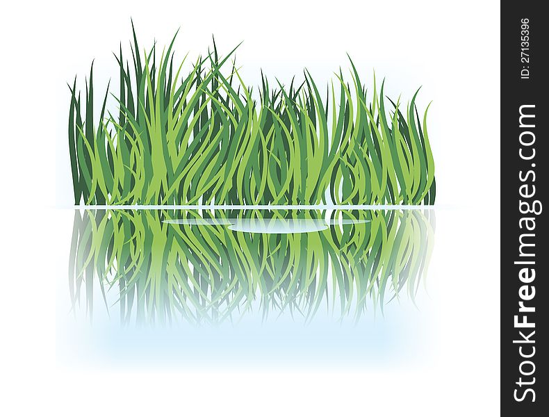 Grass Reflection In Calm Water