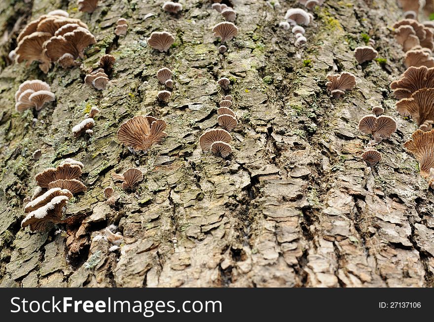 Fungi growing on a tree. Fungi growing on a tree