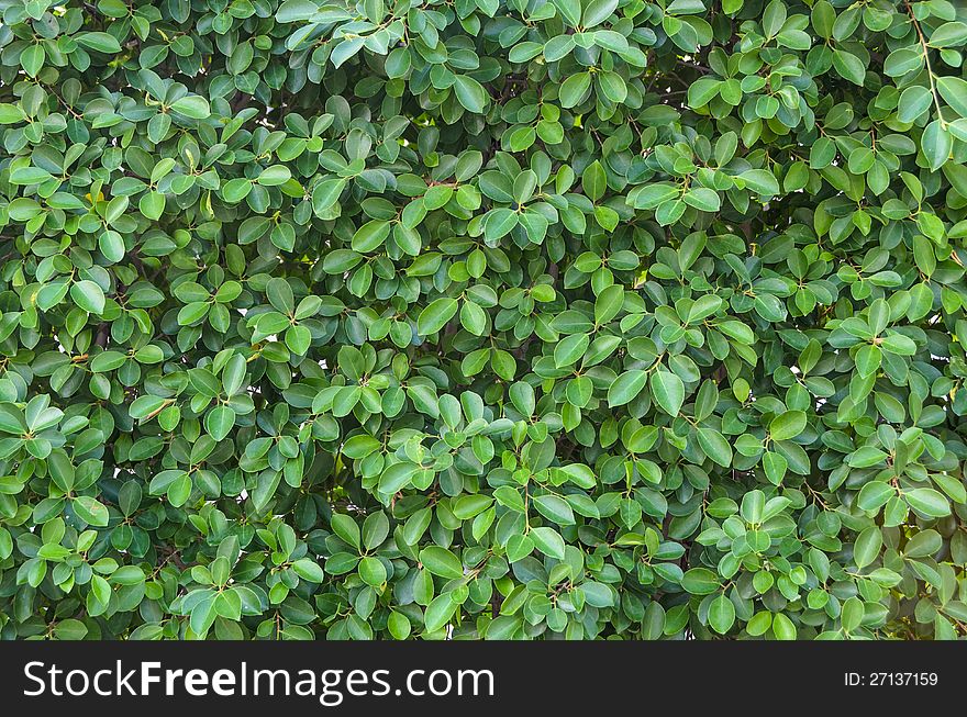 Group of small green leaf background