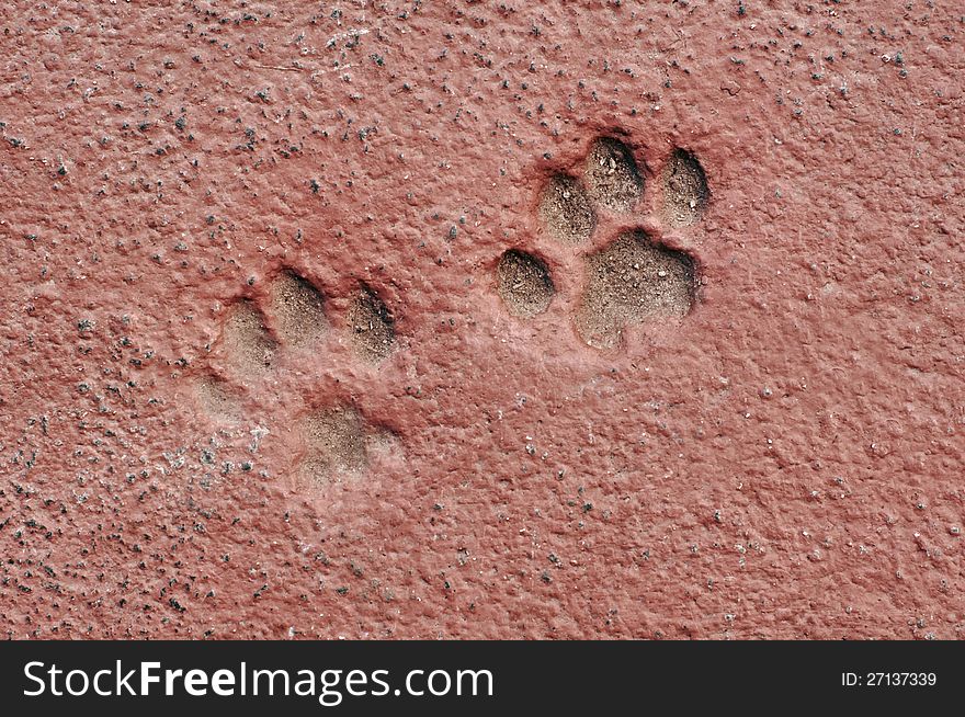 Cat paw prints in concrete – HDR image