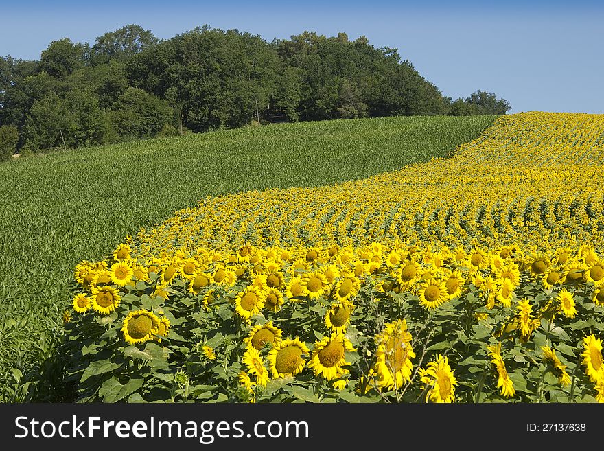 Sunflowers growing in sunshine alongside other crops in the South of France. Sunflowers growing in sunshine alongside other crops in the South of France