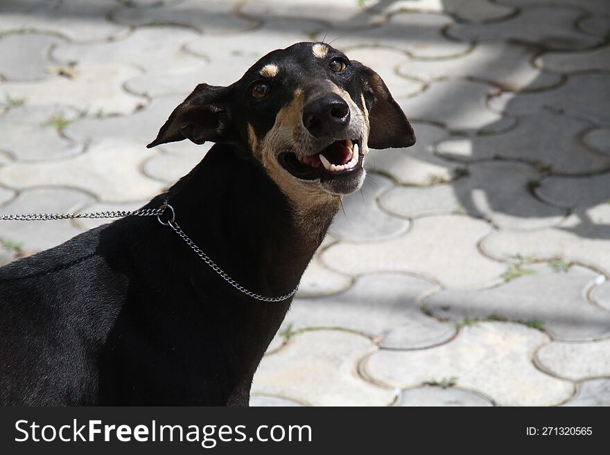 Kanni dog show smiling with pride