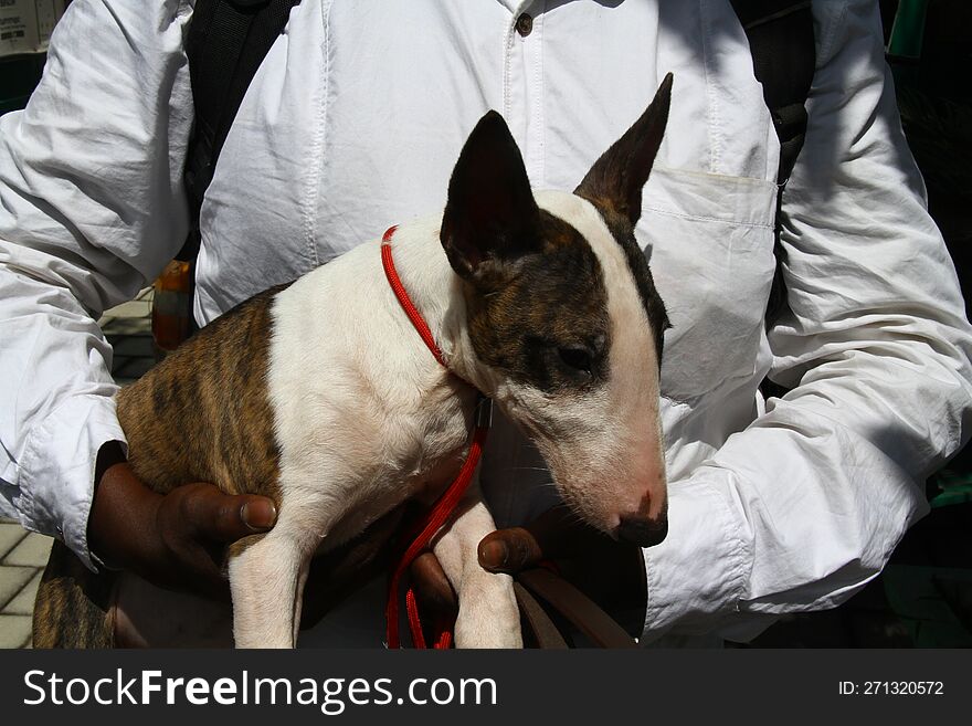 BULL TERRIER PUPS IN MY HAND