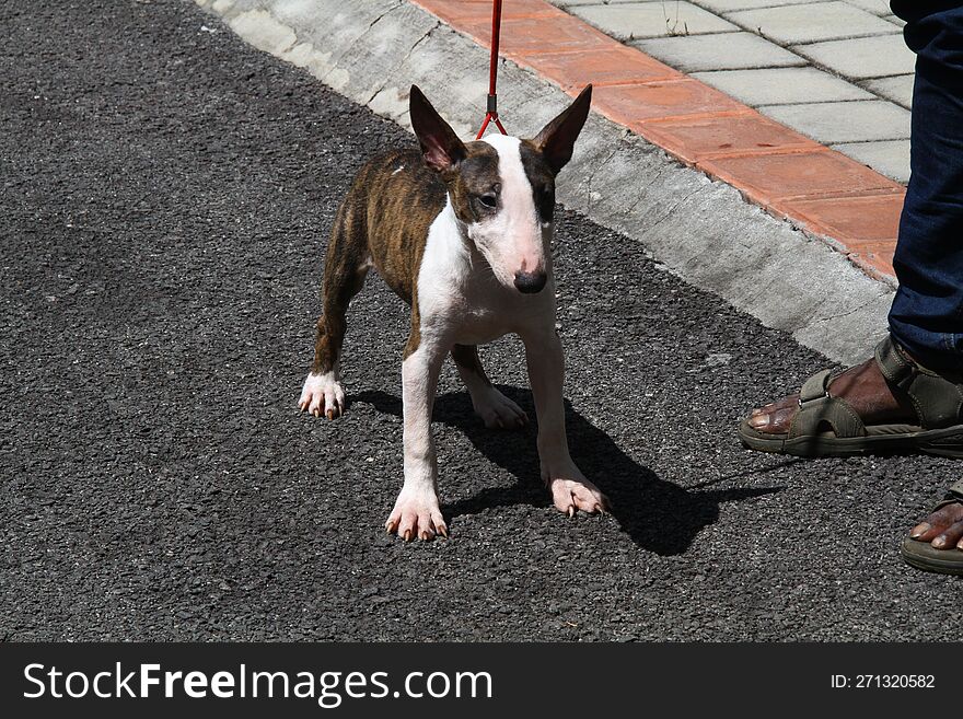 Bull terrier the muscular guard dog