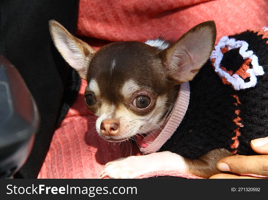 Chihuahua FAMILY COMPANION FOR ELDERS