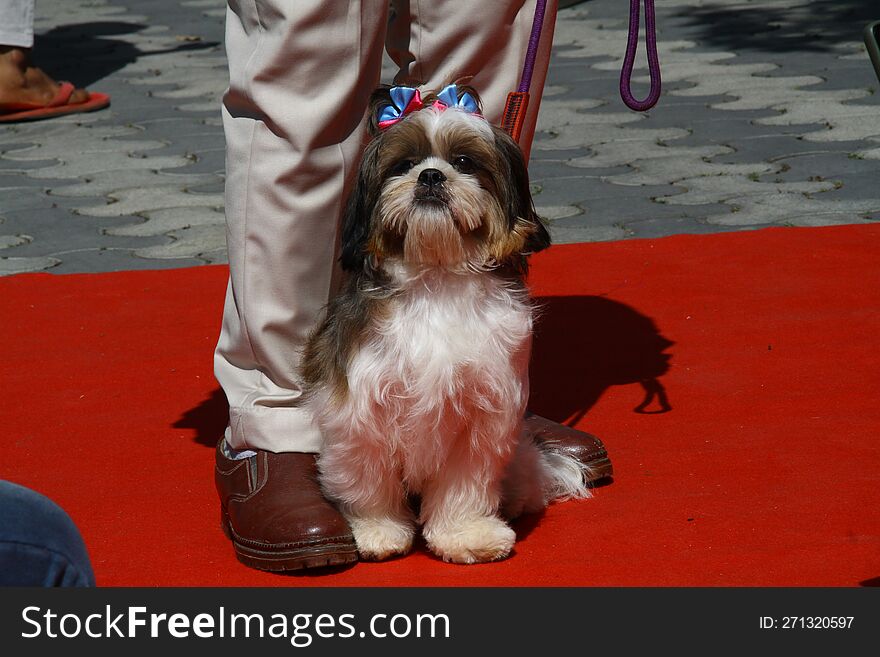 Suriya Shih tzu Bangalore pups