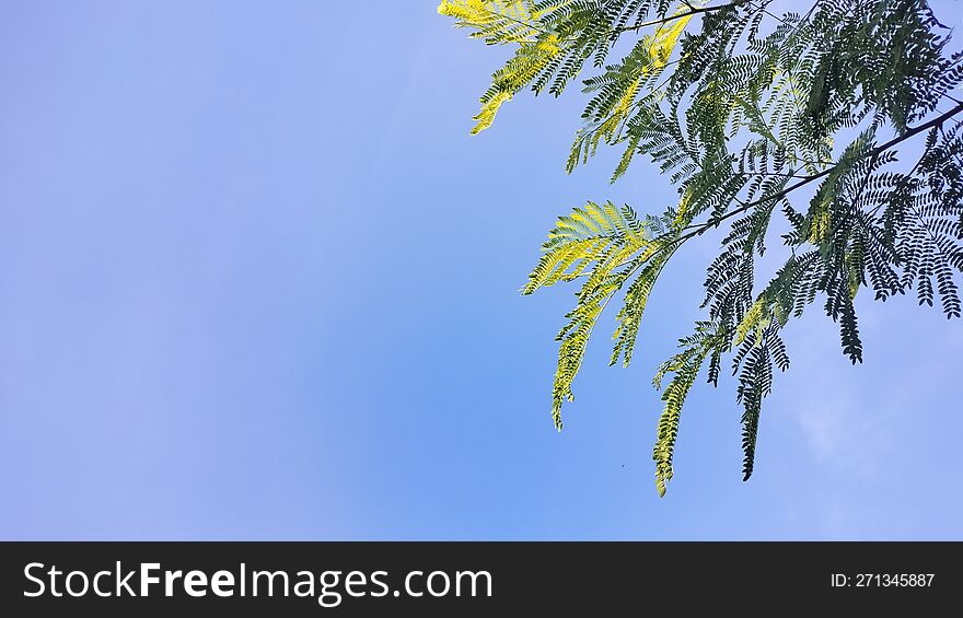 Background blue sky and plants