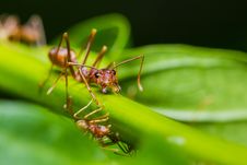 Red Ant Stock Photography