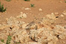 African Spotted Dikkop Stock Photography African Spotted Dikkop Stock Photography