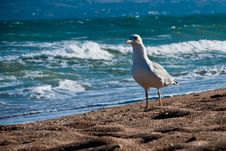 Seagull On The Beach Stock Images