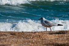 Seagull On The Beach Royalty Free Stock Photos Seagull On The Beach Royalty Free Stock Photos