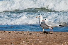 Seagull On The Beach Royalty Free Stock Images