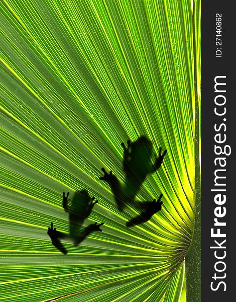 Frogs on leaf. Animals silhouette