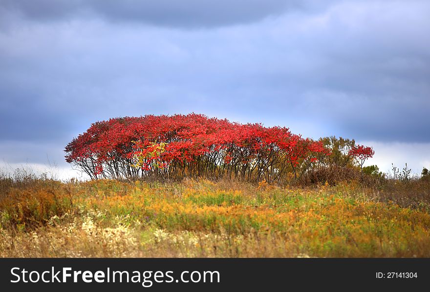 Red bush in autumn time with cloudy sky background. Red bush in autumn time with cloudy sky background