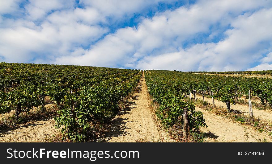 Beautiful rows of grapes before harvesting