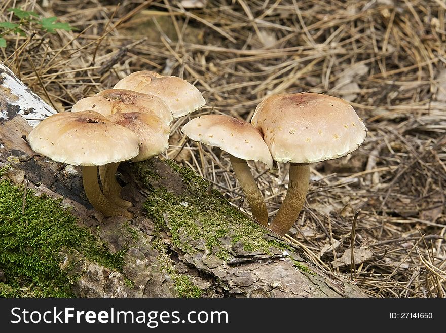 Mushrooms of the species armillaria mellea, marasmiaceae. Mushrooms of the species armillaria mellea, marasmiaceae