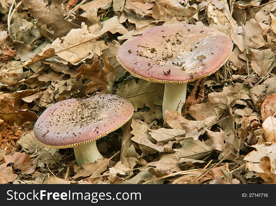 Mushrooms of the species russula, family russulaceae. Mushrooms of the species russula, family russulaceae