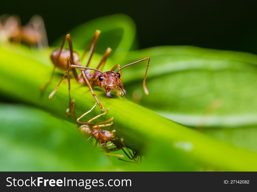 Red ant