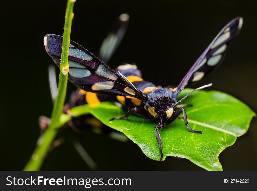 Pair of Euchormiid butterfly mating