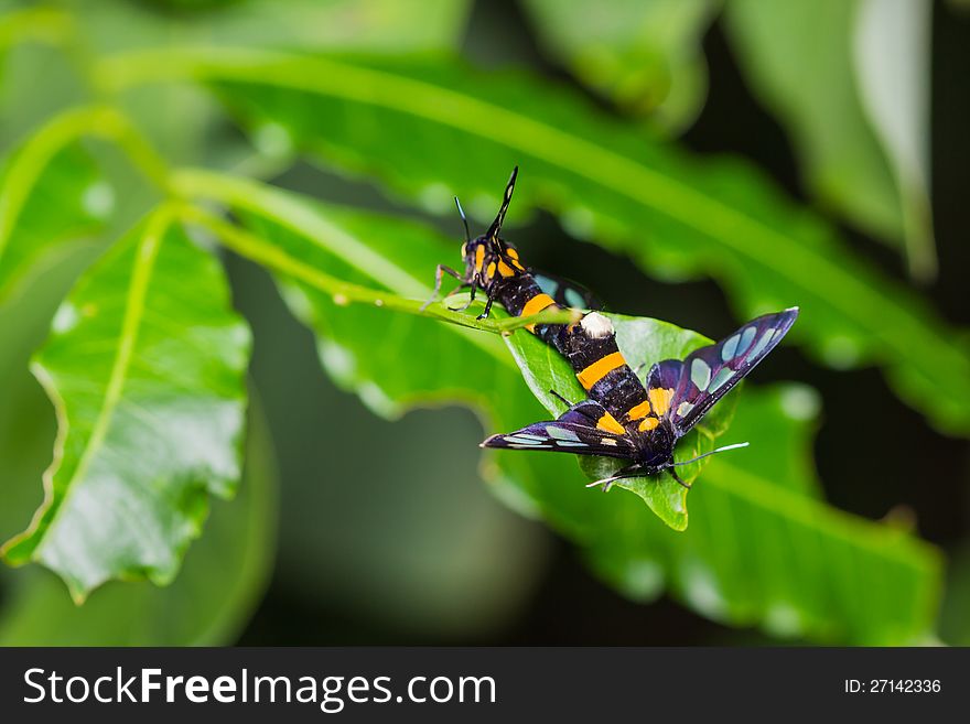 Euchormiid butterfly mating