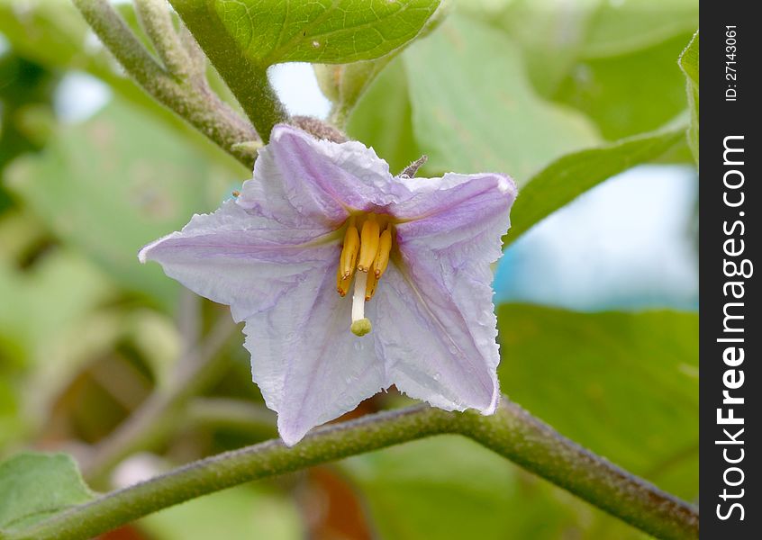 Eggplant flower