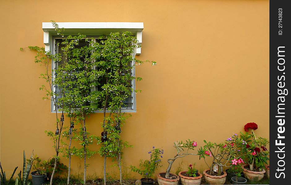 Windows on a wall covered with trees