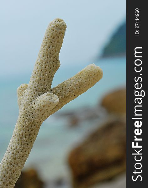A piece of dead coral on the beach of the tropical Perhentian Islands in Malaysia.