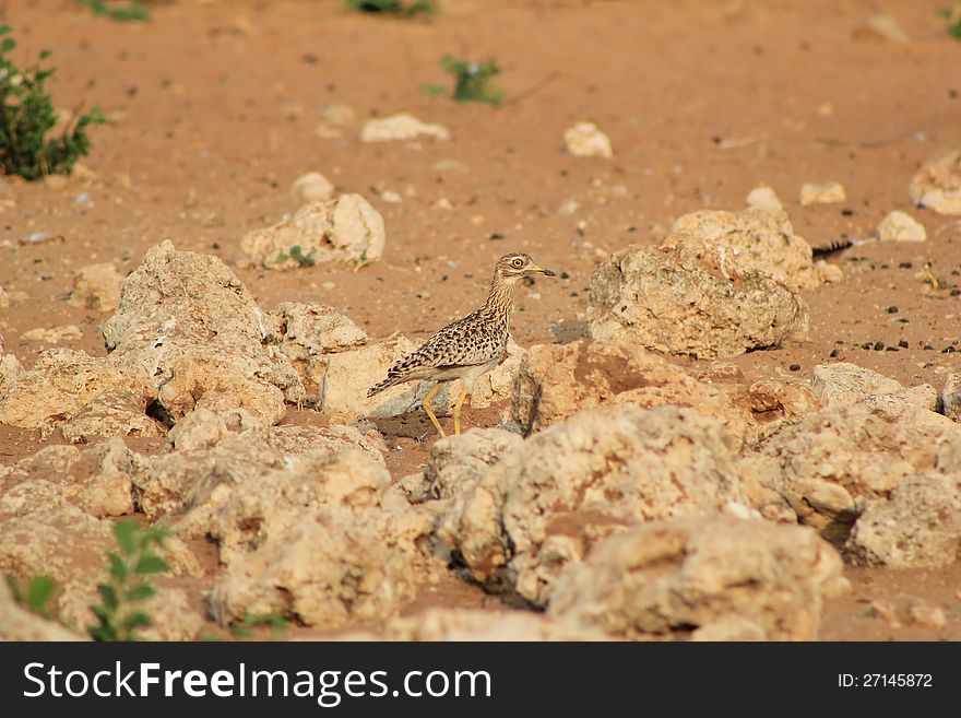 An adult Spotted Dikkop, African Gamebird, on a game ranch in Namibia, Africa. An adult Spotted Dikkop, African Gamebird, on a game ranch in Namibia, Africa.