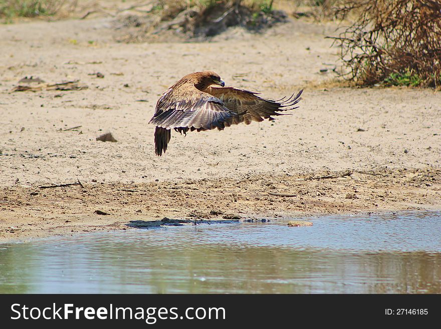 An adult Tawny Eagle taking off from a watering hole in Namibia, Africa. An adult Tawny Eagle taking off from a watering hole in Namibia, Africa.