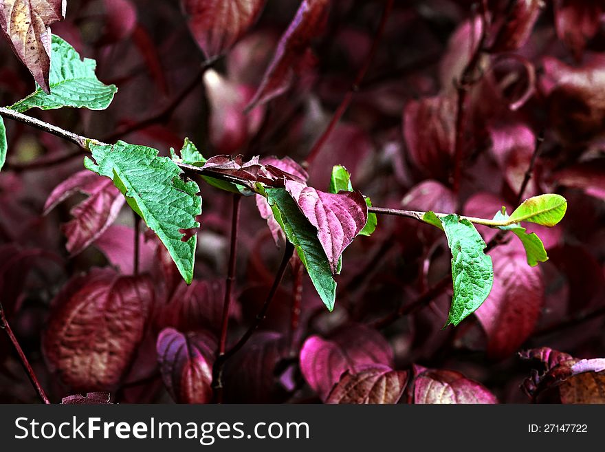 Nice colour contrasts of the sheets in autumn