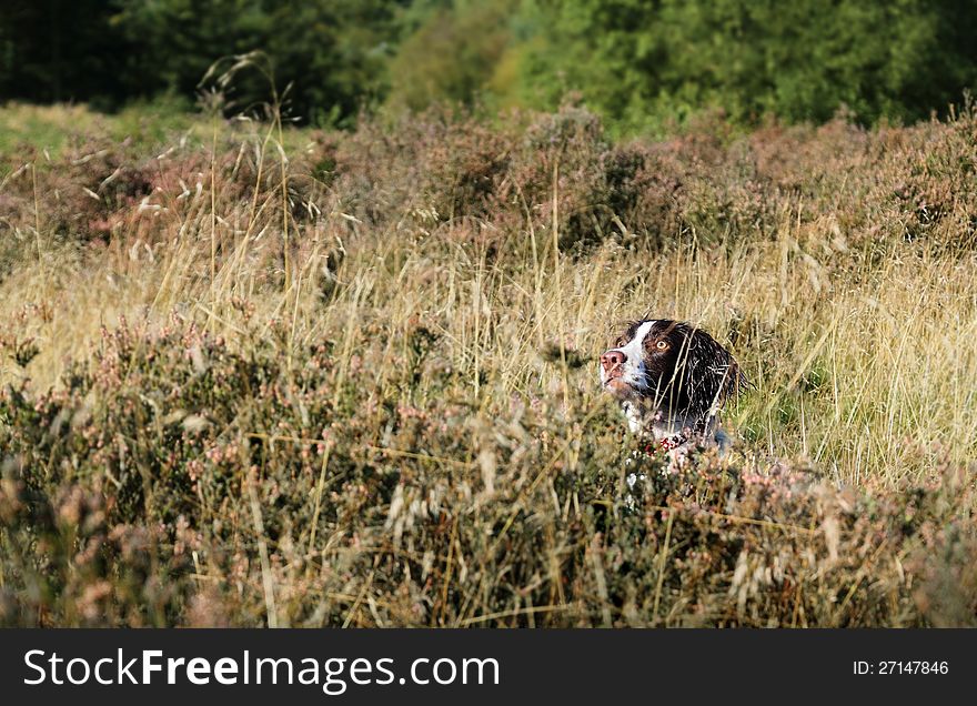Working English springer spaniel in the field