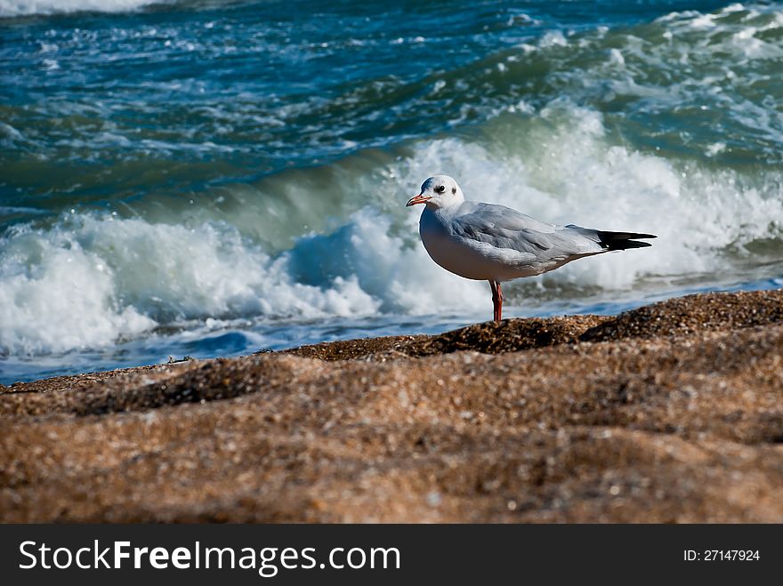 Seagull on the beach. Background