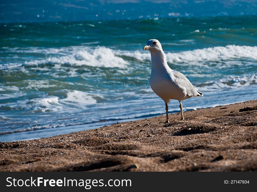 Seagull on the beach. Background