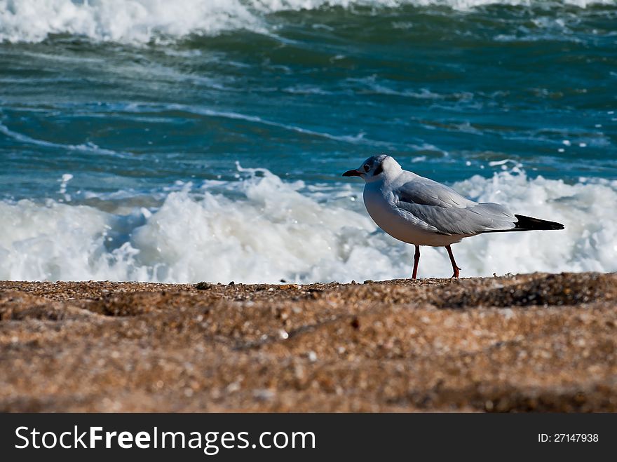 Seagull on the beach. Background